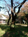 紅葉見物フライング