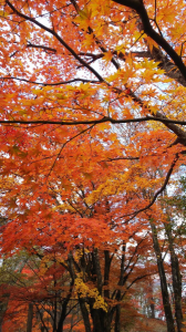 紅葉狩り 画像2