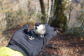 金剛山の野鳥と戯れる