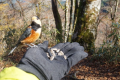 金剛山の野鳥と戯れる