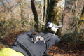 金剛山の野鳥と戯れる