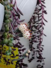 花 画像1