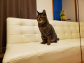 シャーシャー威嚇