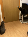 孫のよう