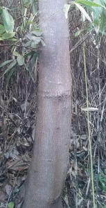 この木何の木気になる木…↑ 画像1