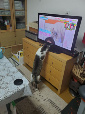 今年最後のキウイ購入。多分。 画像1