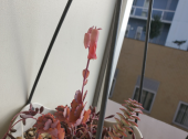 今年最後のキウイ購入。多分。 画像2