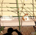 やっと巡り会えた猫