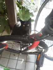 招き猫 画像1