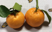 究極の 画像2