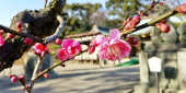 梅の花　急遽打たないに・・・ 画像2