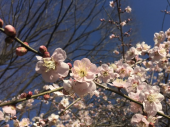210211　梅の花 画像2