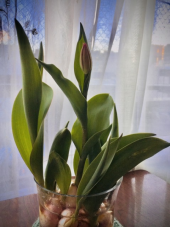 210217　チューリップ開花直前 画像1
