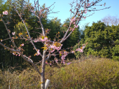 公園散歩 画像2