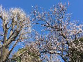 210314　上野公園 画像2