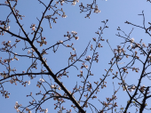桜咲きそう 画像1
