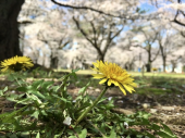 210324　大きな公園のサクラ満開 画像1