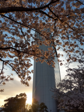 桜、桜、桜 画像1