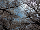 桜、桜、桜 画像3