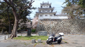 桜 画像1