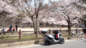 桜 画像3