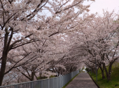 桜ウォーキング 画像2