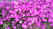 鯉のぼり と ユリ根発芽 画像2