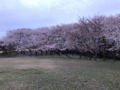 桜 画像1