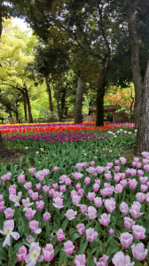 花散歩♪ 画像3
