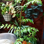 山椒の葉 画像1