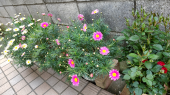 花たち 画像2