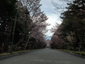 裁判と桜