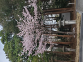 裁判と桜
