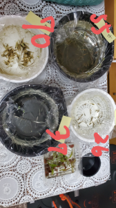 養子 画像1