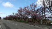 桜偵察隊発進 画像2