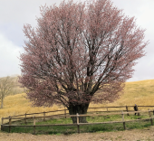 桜偵察隊(地元編) 画像1