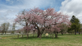 桜偵察隊(地元編) 画像2