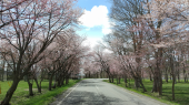 桜偵察隊(地元編) 画像3