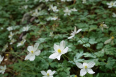 爽やかな5月の登山 画像3