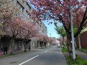 八重桜 画像1