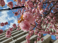 八重桜