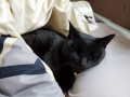 猫と亀