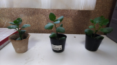カランコエ苗の植え替え 画像1