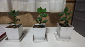 カランコエ苗の植え替え 画像2