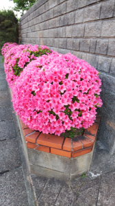 久しぶりの自転車通勤 画像1