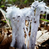 花巡り登山 画像1