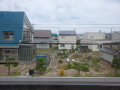 ニゲラ発芽