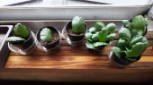 カランコエの葉の植え替え 画像1