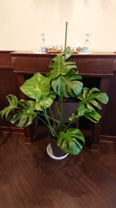 モンステラ植え替え 画像2