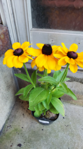 花苗の大量衝動買い 画像2